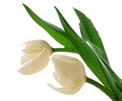 tulip - flower - zdarma png