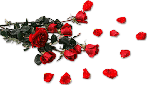 red roses petals - 無料png