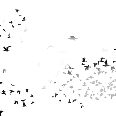 chantalmi vol d'oiseau birds noir black - gratis png