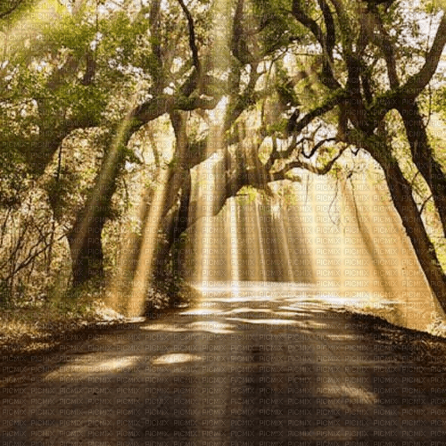 Rena Hintergrund Forest Wald Sonnenstrahlen - kostenlos png