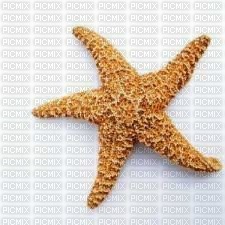 étoile de mer - PNG gratuit