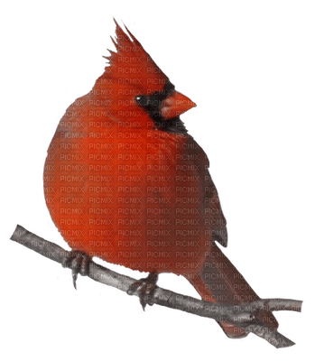 Cardinal 2 - png grátis