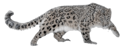 snow leopard bp - ücretsiz png
