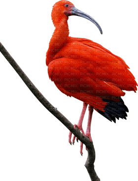 oiseaux - безплатен png