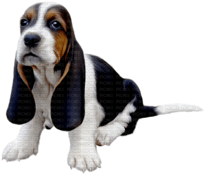 dog chien hund animal tube hunde dogs chiens animals - zadarmo png