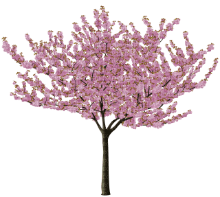 Cherry Tree - Free PNG