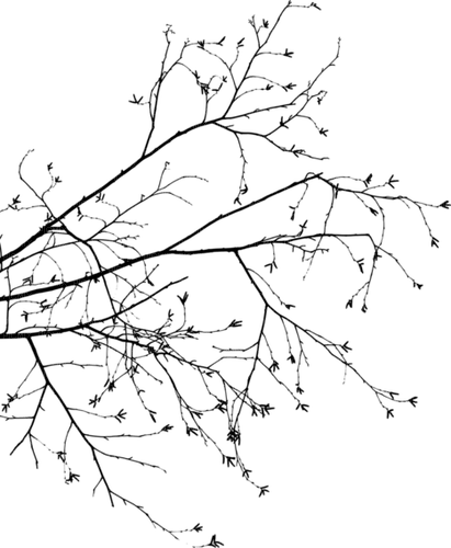 dolceluna branch tree black gothic - png gratuito