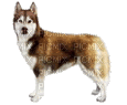 chien-dogzer - Бесплатный анимированный гифка