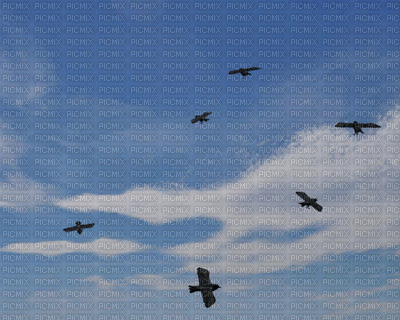 небогуля птицыгуля - Darmowy animowany GIF