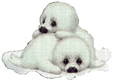foca - Darmowy animowany GIF