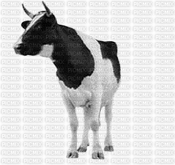 vache - Gratis animerad GIF