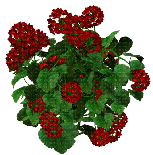 fleur, red,flower bed, garden, Adam64 - zadarmo png