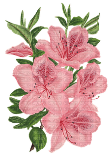 kikkapink spring summer pink flowers - nemokama png