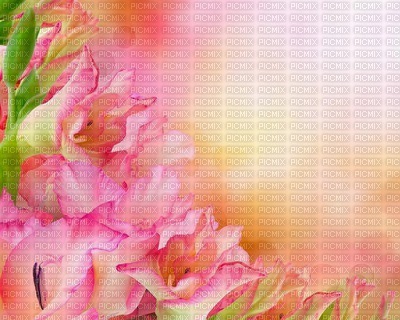 Kaz_Creations Deco  Flowers Backgrounds Background Colours - gratis png