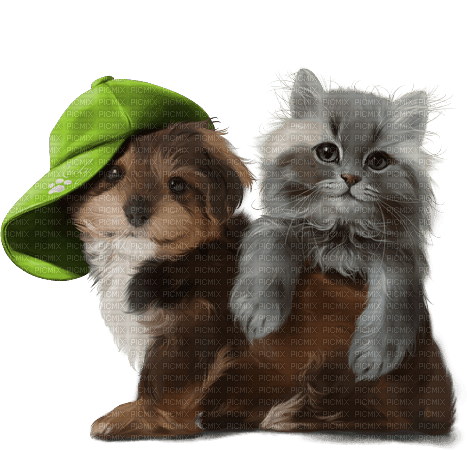 Chien et chat - zadarmo png