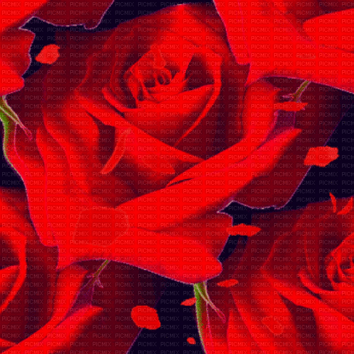 MA / BG/animated.rose.petal.red.idc - Gratis geanimeerde GIF