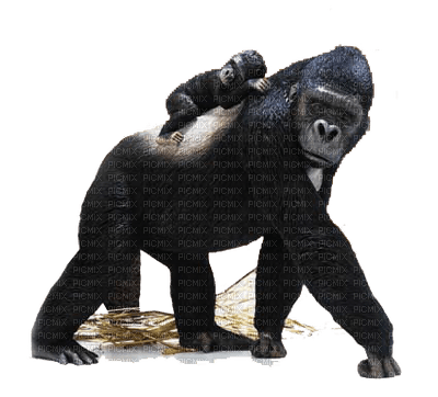 Gorille.S - PNG gratuit