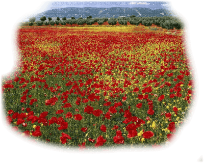 loly33 paysage coquelicot - Free PNG