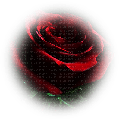 rose rouge.Cheyenne63 - бесплатно png