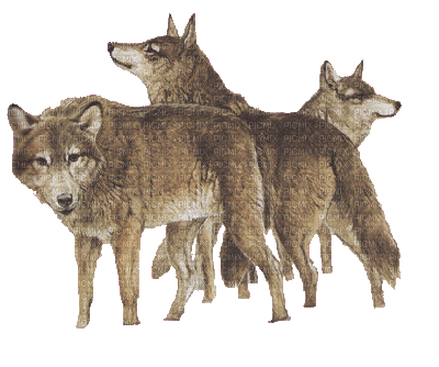 Loups ** - Zdarma animovaný GIF