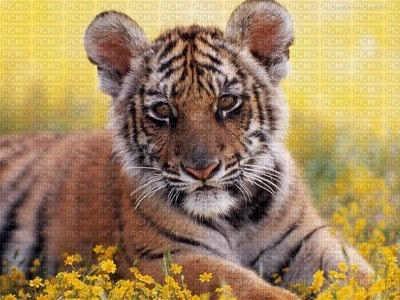 bebe tigre - png grátis