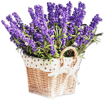 soave deco laventer flowers garden purple - PNG gratuit