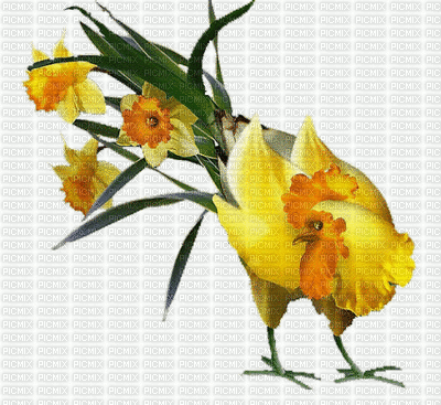 Fowl/Flowers - Zdarma animovaný GIF