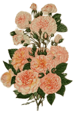 Vintage Rosenstrauß, apricot - ücretsiz png