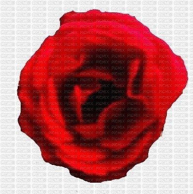trandafir - безплатен png