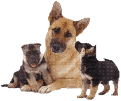 chien web - Free PNG