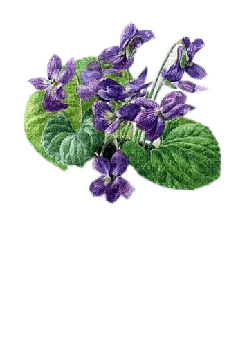 Veilchen, Blumen - PNG gratuit