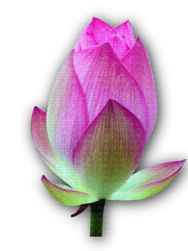 Lotus - nemokama png