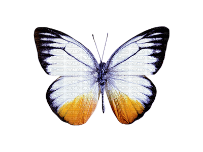 Butterfly - ingyenes png