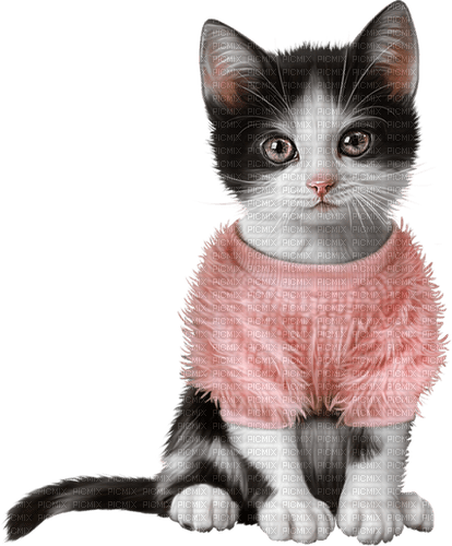 Chat avec un pull - zadarmo png