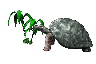 turtle bp - GIF animasi gratis