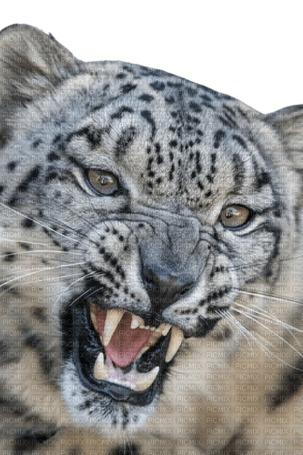 Leopard - фрее пнг