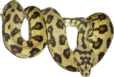 Kaz_Creations Snakes Snake - бесплатно png