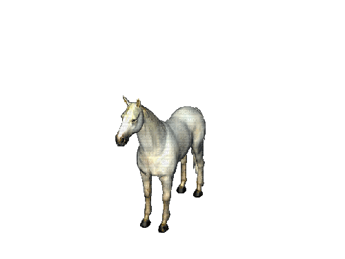horse white gif - GIF animado gratis