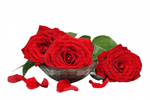 roses - 免费PNG