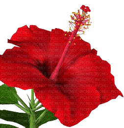 Fleur.S - PNG gratuit