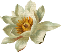 Water Lily Vintage - png gratuito