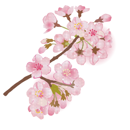 Branch pink flowers cherry blossom - besplatni png