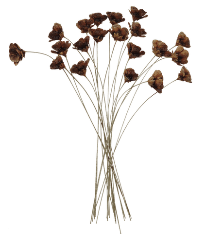 dry flowers Bb2 - png grátis