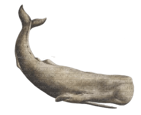 Kaz_Creations Whale - 免费PNG