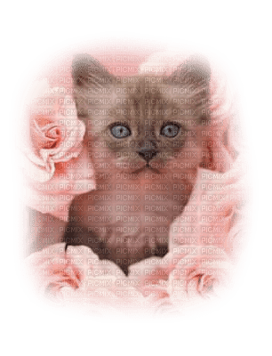 Kaz_Creations Cats Cat Kittens Kitten Flowers - bezmaksas png