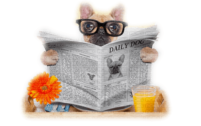 hund-läser tidning - 無料png