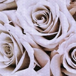 lavender roses - png gratis
