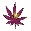 Weed Leaf Spin - 免费动画 GIF