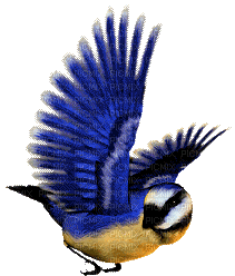 oiseau HD - 無料のアニメーション GIF