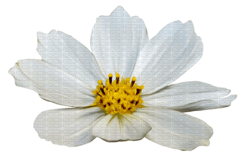 Daisy.White.Yellow - PNG gratuit